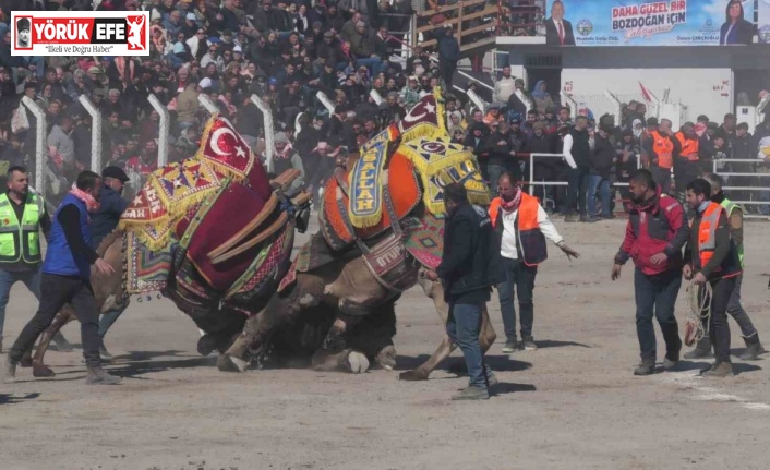 Bozdoğan’daki deve güreşi festivali, renkli görüntülere sahne oldu