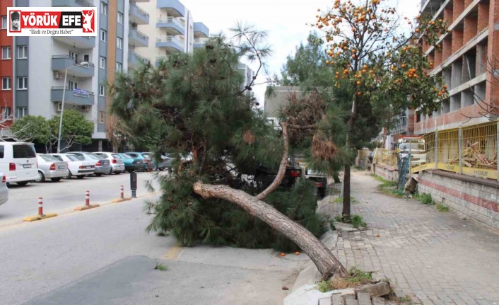 Devrilen ağaç yolu trafiğe kapattı