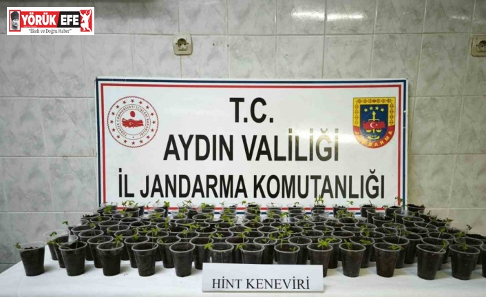 Didim’de 130 adet saksıya ekilmiş Hint keneviri ele geçirildi