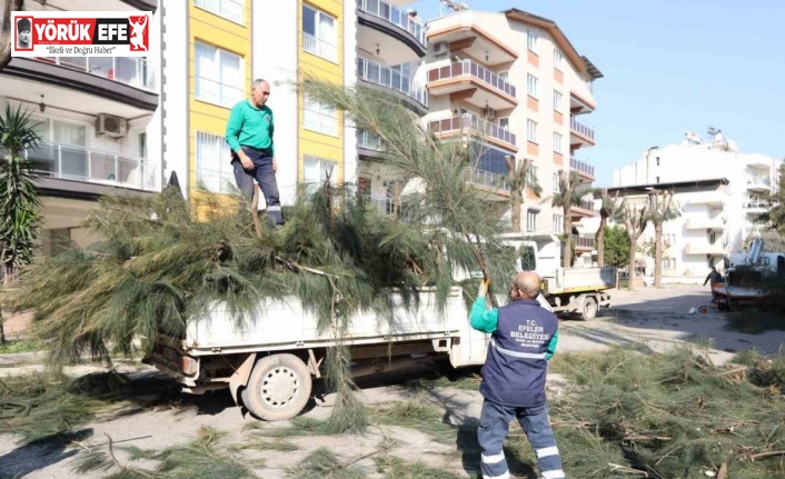 Efeler Belediyesi ağaç budama ve bakım çalışmalarını sürdürüyor