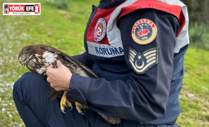 Jandarma Kızıl Şahin’e sahip çıktı