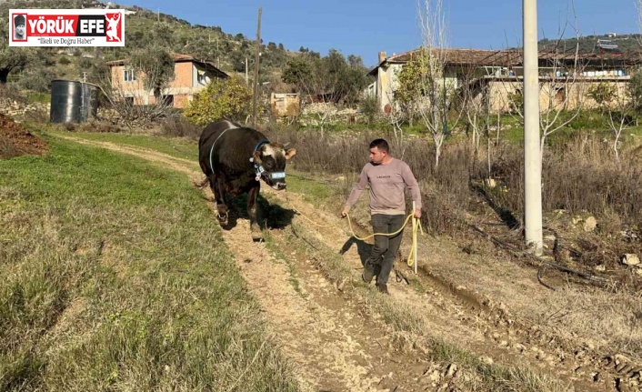 Karizma adlı boğasını Nisan ayındaki güreşlere hazırlıyor