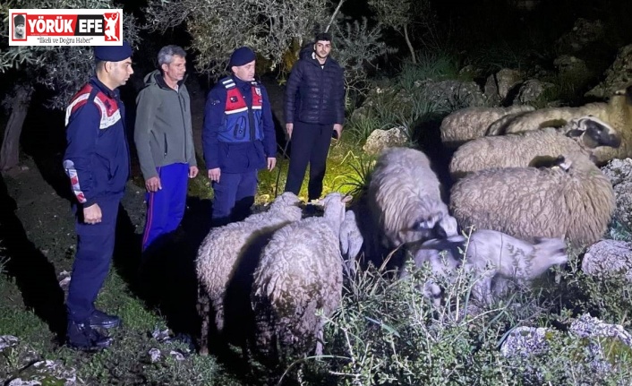 Kaybolan hayvanları jandarma buldu