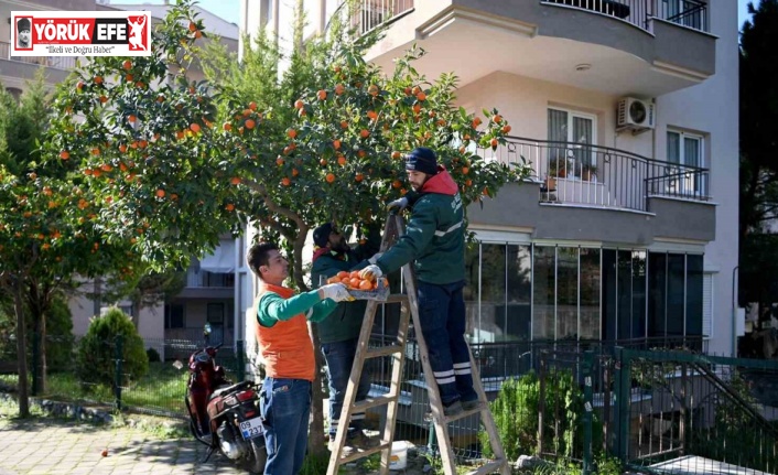 Kuşadası’nda turunç meyvesinin en tatlı yolculuğu başladı