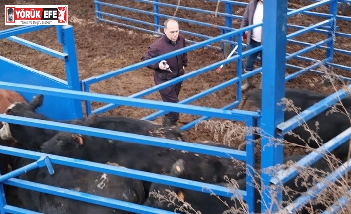 Kuyucak’ta besilik hayvan denetimi ve şap aşılaması