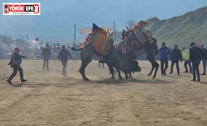 Kuyucak’taki deve güreşlerini 15 bin kişi izledi