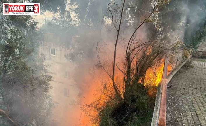 Aydın’da çıkan yangın korkuttu