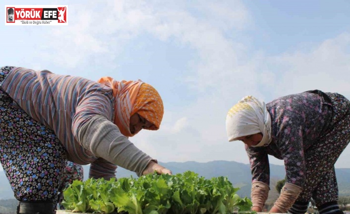 Aydın’da yaz marulları toprakla buluştu