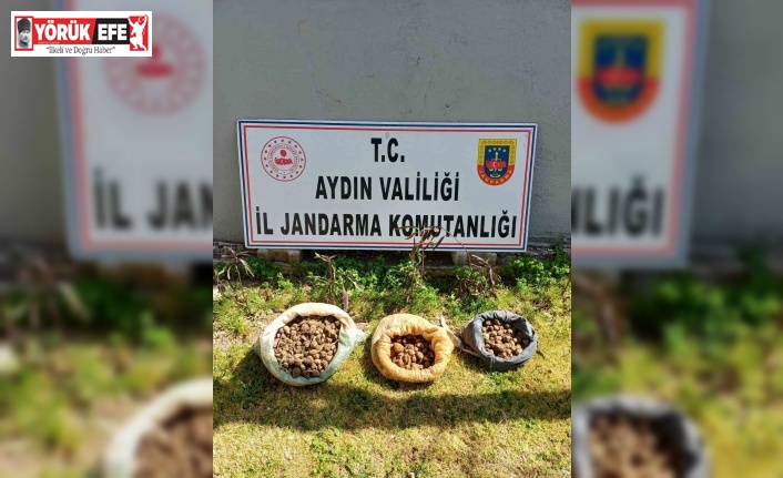 Didim’de 10 kilo salep toplarken yakalandılar