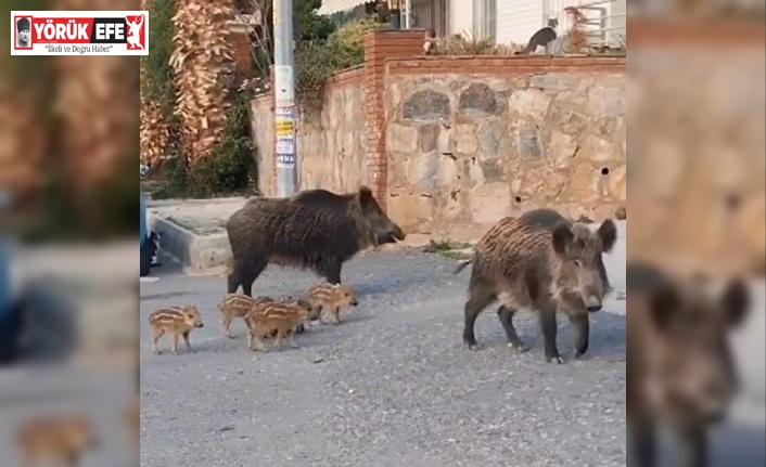 Domuz sürüsünün rahatlığı şaşırttı