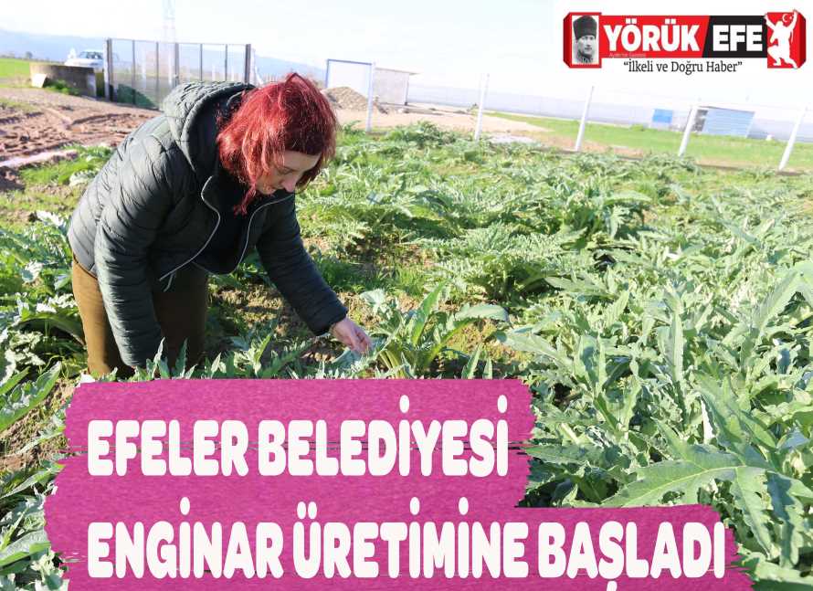 EFELER BELEDİYESİ ENGİNAR ÜRETİMİNE BAŞLADI