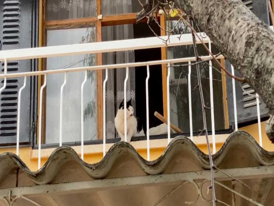 Kuşadası’Nda Kedi Kurtarma Operasyonu 