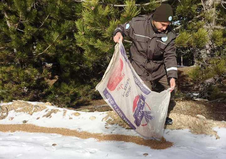 Nazilli’De Yaban Hayvanlarına Yiyecek Bırakıldı 