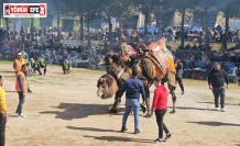 Köşk’te Deve Güreşi Festivali düzenlendi