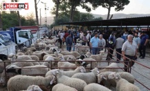 Aydın’da kurbanlıklar pazara indi