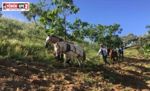 Köyünü terk etmeyen gençler günlük 3 bin liraya çalışıyor