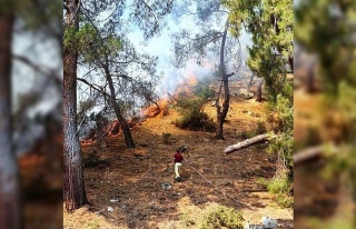 Aydın’daki yangında 2 hektar kızılçam ormanı...