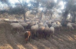 Kaybolan koyunları jandarma buldu