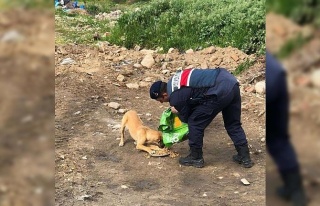 Jandarma sokak hayvanlarını unutmadı