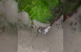 Didim “Caretta Caretta”ların yeni yuvası oldu