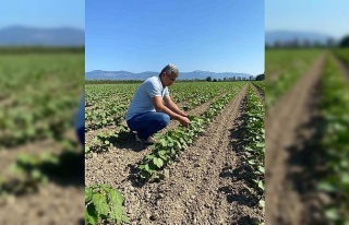 Didim’de pamuklar kontrol altında