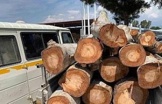 Kamu kurumuna ait 10 ton odunu çalarken yakalandılar