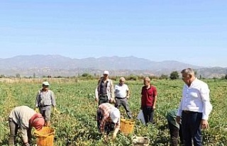 Aydın’da domates hasadı başladı