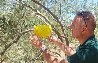 Didim’in zeytinleri temiz çıktı