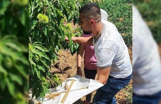 Buharkent’teki kestane bahçeleri incelendi