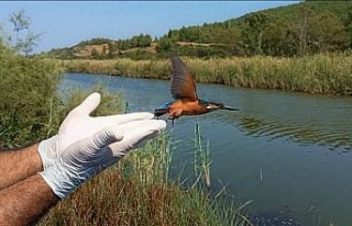 Yalıçapkınları Kuşadası’nı çok sevdi