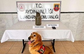 Aydın’da son 1 ayda 305 şüpheli yakalandı