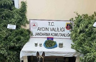 Bozdoğan’da uyuşturucu operasyonu