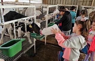 Kuyucaklı çocuklar buzağıları biberonla besledi