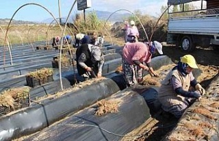 Çilek üreticisi tarlaya indi