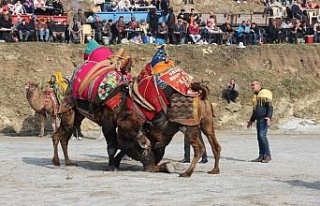 Başkan Güler, deve güreşi festivalini iptal ettiklerini...