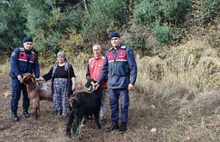 Kayıp keçileri jandarma ekipleri buldu