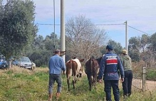 Kayıp hayvanları jandarma buldu