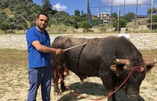 Çamköy’de boğa güreşi yapılacak