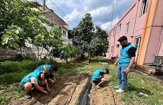 Öğrenciler yurt bahçesine sebze fidesi dikti