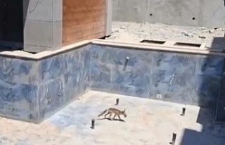 Villa inşaatındaki havuza düşen tilkiler kurtarıldı