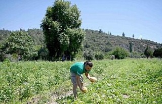 Adabahçe’yi yazın bereketi sardı