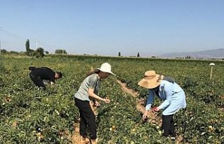 Aydın’da domates yetiştiriciliği EKÜY projesiyle...