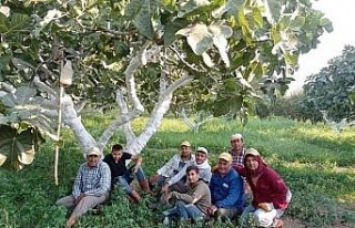 Aydın’da incir hasadı başladı