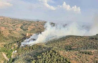 Aydın’da orman yangını: Havadan ve karadan müdahale...