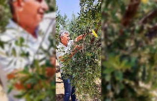 Didim’de zeytin sineğiyle mücadele devam ediyor