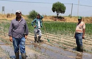 Gençlerin masa başı iş sevdası Türk tarımına...