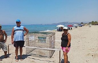 Kuşadası’nda caretta yuvaları çoğalıyor