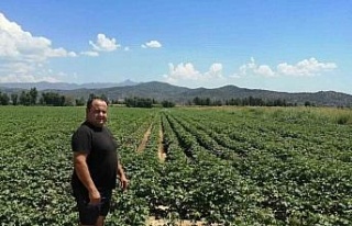 Söke’de pamuk alanlarında kontroller devam ediyor