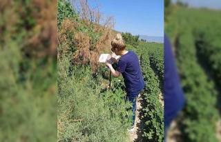 Söke’de zararlı sinek tuzakları kontrol edildi