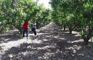 Üreticiler uyarıldı: “Siyah torbalarda imha edin”